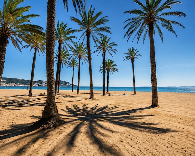 Palmen am Strand mit Schatten und Blick auf das Meer.